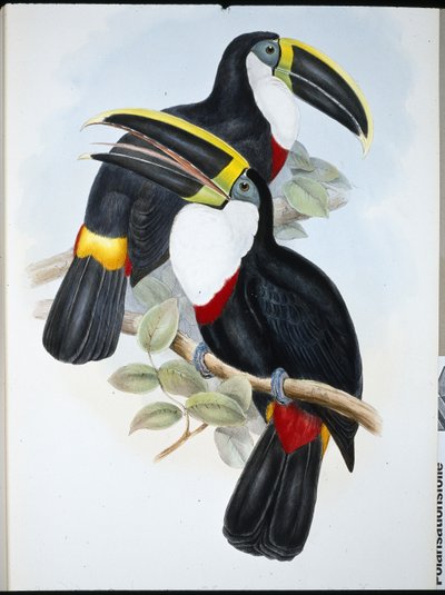 Kulminierter Tukan (Ramphastos Culminatus) von John (after) Gould