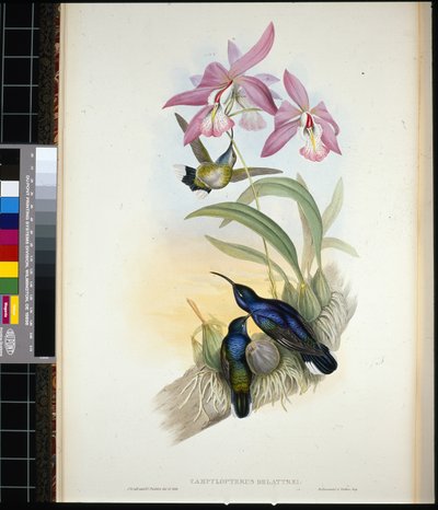 De-Lattres Säbelwinge (campylopterus Delattrei) von John (after) Gould
