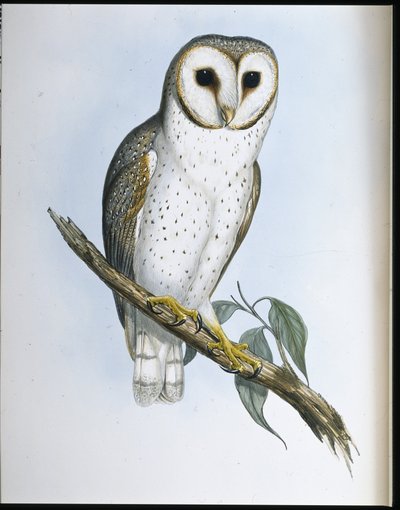 Zarte Eule von John (after) Gould