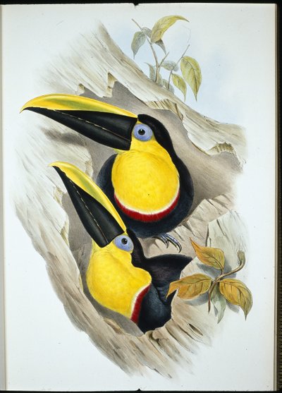 Zweifelhafter Tukan (Ramphastos Ambiguus) von John (after) Gould
