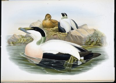 Eiderente von John (after) Gould