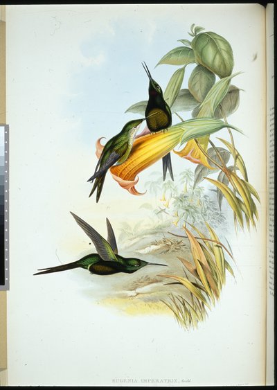 Kaiserin-Kolibri (Eugenia Imperatrix) von John (after) Gould