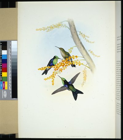 Grün-gekrönter Panoplites (thalurania verticeps) von John (after) Gould