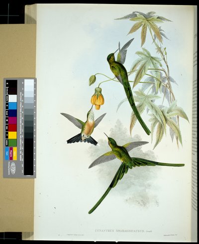 Grünschwanz-Nymphe (cynanthus smaragdicaudus) von John (after) Gould