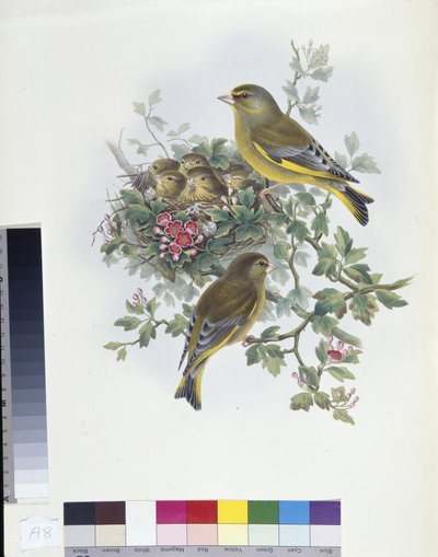 Grünfink (handkolorierte Lithografie) von John (after) Gould