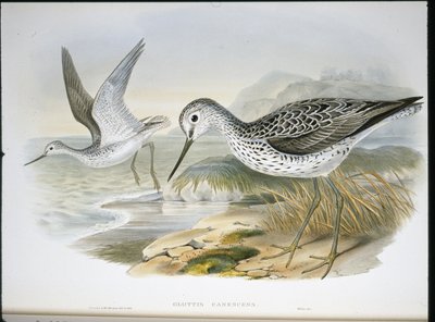 Grünschenkel von John (after) Gould