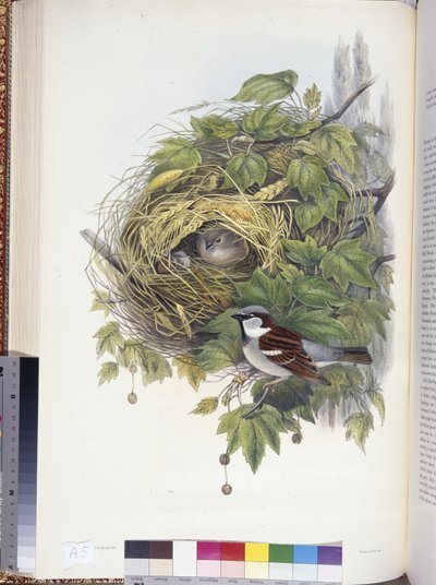 Haussperling (Passer domesticus) von John (after) Gould