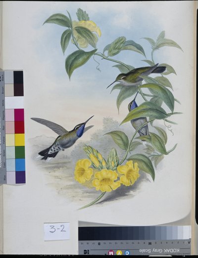 Kolibris (Delattria Clemenciae) von John (after) Gould