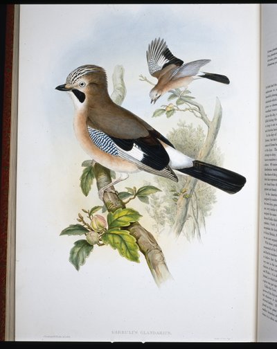 Eichelhäher (Garrulus Glandarius) von John (after) Gould