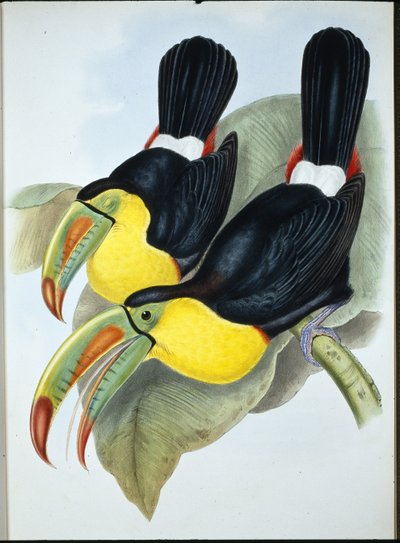 Fischertukan von John (after) Gould