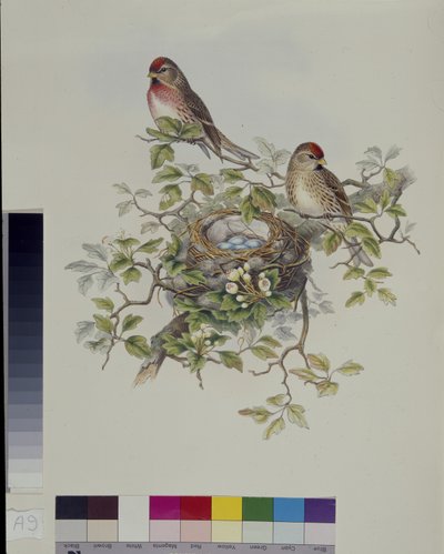 Birkenzeisig (Aegiothus Rufescens) von John (after) Gould