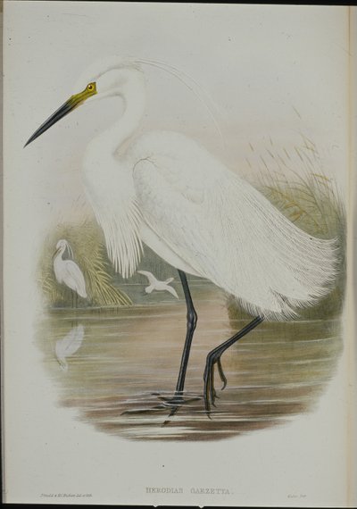 Kleiner Reiher (Egretta Garzetta) von John (after) Gould