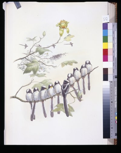 Schwanzmeise (handkolorierte Lithografie) von John (after) Gould