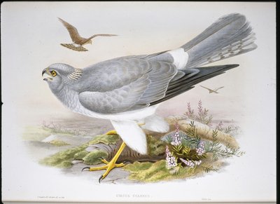 Rohrweihe von John (after) Gould