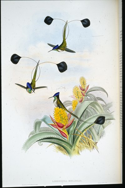 Wunderbarer Kolibri (Loddigesia Mirabilis) von John (after) Gould