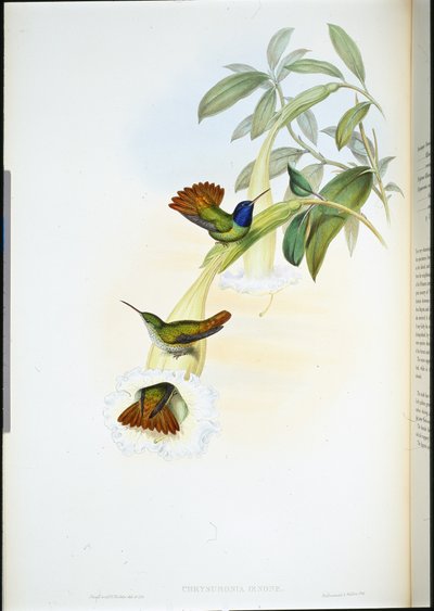 Oenone-Kolibri (Chrysuronia Oenone) von John (after) Gould