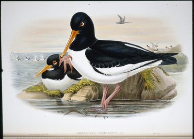 Austernfischer (Heamatopus Ostralegus) von John (after) Gould