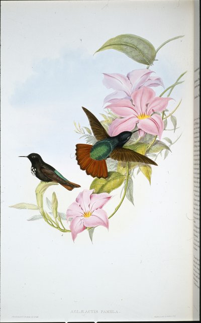 Pamelas Sonnenstrahl (Aglaeactis Pamela) von John (after) Gould