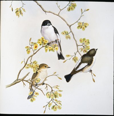 Trauerschnäpper (Muscicapa Atricapilla) von John (after) Gould
