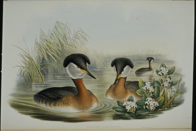 Rothalstaucher (Podiceps Rubricollis) von John (after) Gould