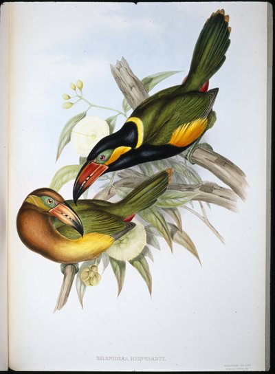 Reinwardts Tukan (Selenidera Reinwardti) von John (after) Gould