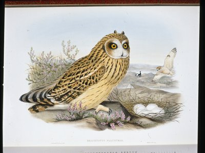 Sumpfohreule (Brachyotus Palustris) von John (after) Gould