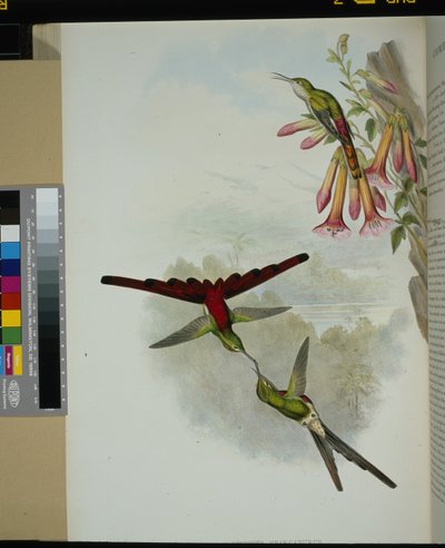 Sappho-Komet von John (after) Gould