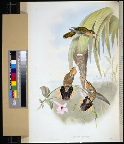 Sägeschnabel (handkolorierte Lithografie) von John (after) Gould