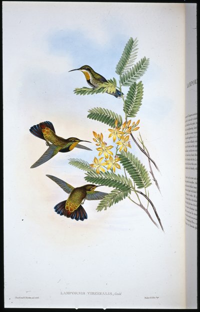 Dunkler Säbel-Flügel (Campylopterus Obscurus) von John (after) Gould