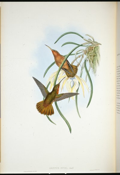 Spixs Säge-Schnabel (Grypus Spixi) von John (after) Gould