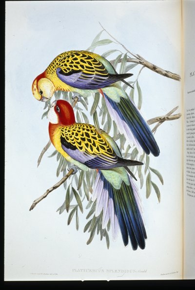 Prachtrosella (Platycercus Splendidus) von John (after) Gould