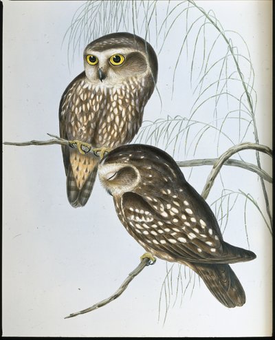 Fleckeneule von John (after) Gould