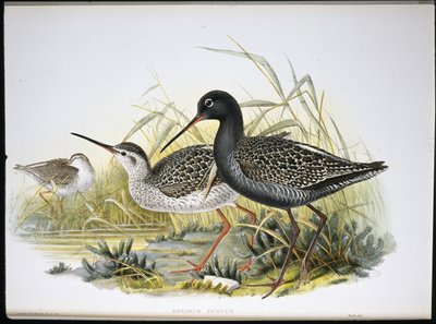 Dunkler Wasserläufer von John (after) Gould