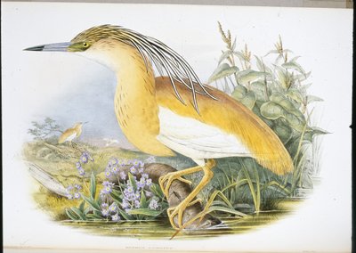 Rallenreiher (Buphus Comatus) von John (after) Gould