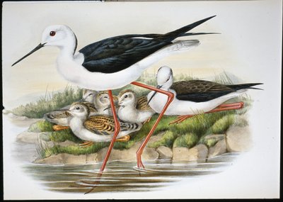 Stelzenläufer von John (after) Gould