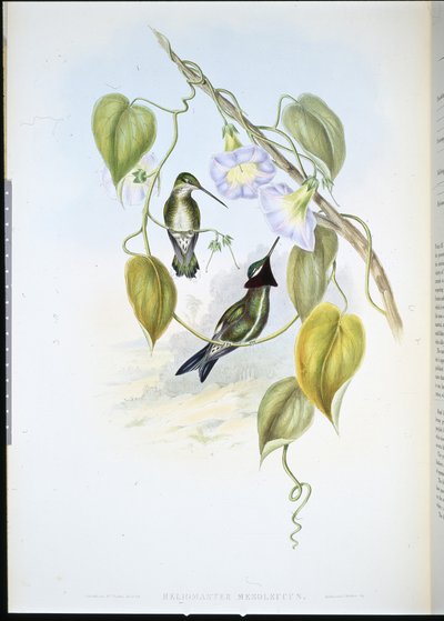 Streifenbrust-Sternkehle von John (after) Gould