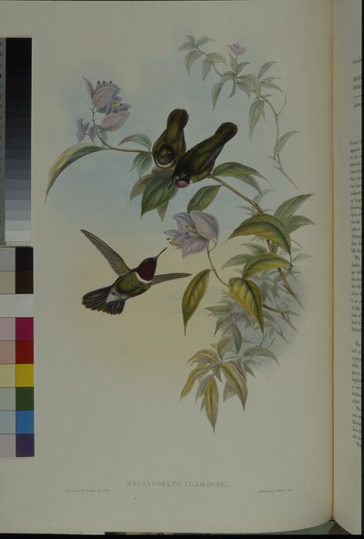 Sonnenengel von John (after) Gould