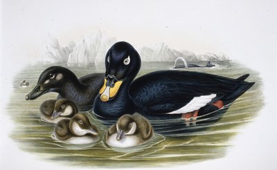 Samtente (Oidemla Fusca) von John (after) Gould