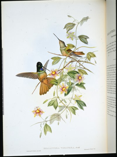 Violettkehliger Sternfrontlet (Helianthea Violifera) von John (after) Gould