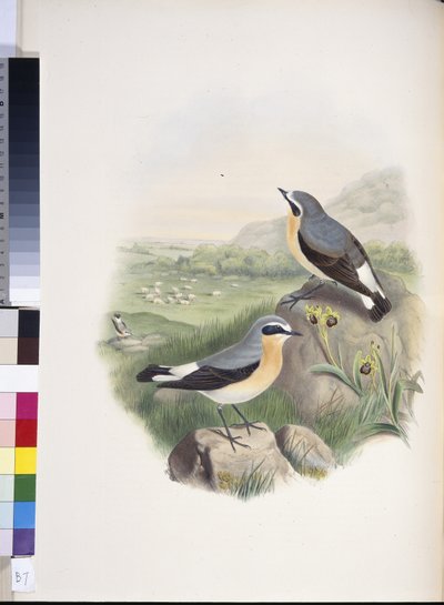 Steinschmätzer (Oenanthe oenanthe) von John (after) Gould