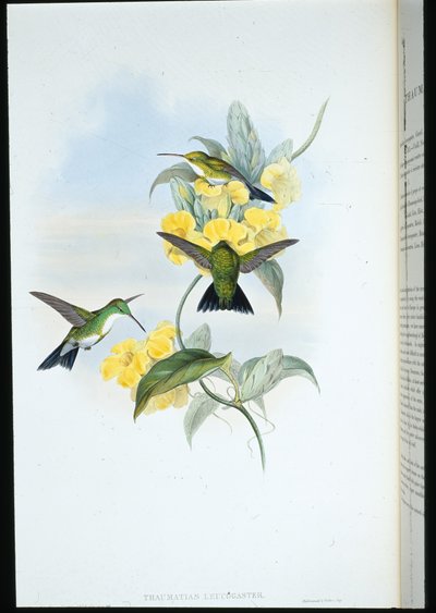 Weißkehl-Smaragd (Thaumatias Leucogaster) von John (after) Gould