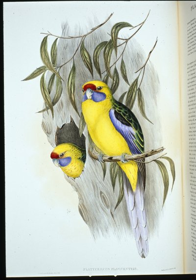 Gelbbauch-Sittich von John (after) Gould