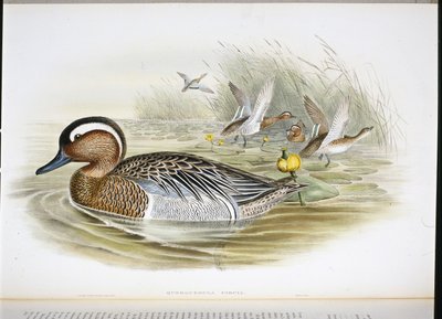 Knäkente (Querquedula circia) von John (after) Gould