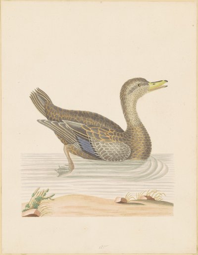 Rohanente von John Abbot