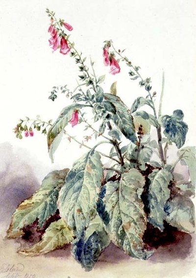 Fingerhüte von John Adam P. Houston