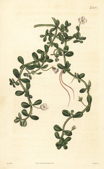 Brahmi oder Wassernabel, Bacopa monnieri von John Curtis
