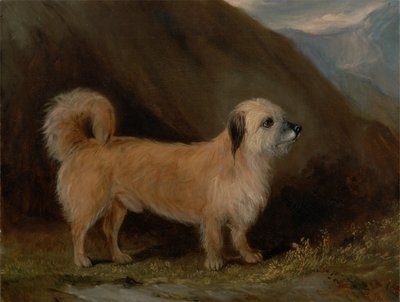 Ein Dandie Dinmont Terrier von John E. Ferneley