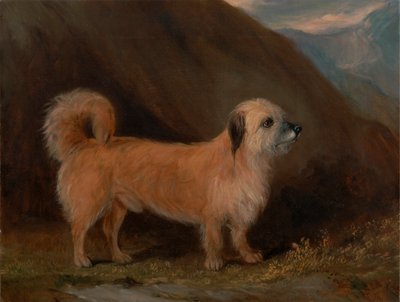 Ein Dandie Dinmont Terrier von John E. Ferneley Jr.
