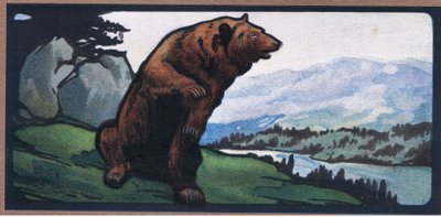 Braunbär von John Edwin Noble