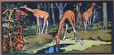 Giraffe von John Edwin Noble